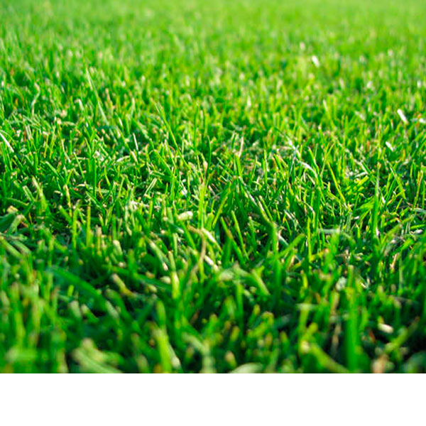 Artificial Grass Green Turf 15mm, 25mm, 35mm, 50mm (Double Layer)